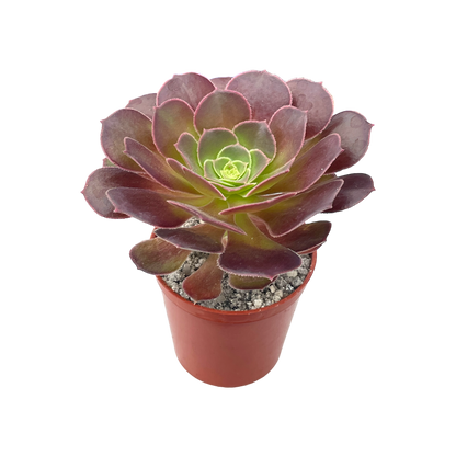 Aeonium 'Durango'