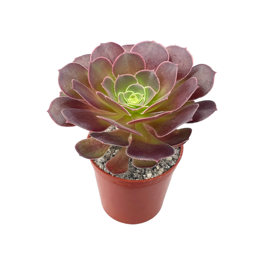 Aeonium 'Durango'