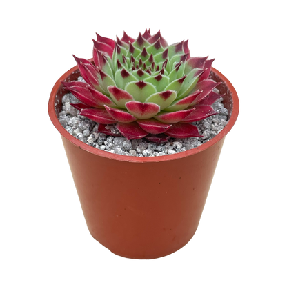 Sempervivum calcareum 'Extra'