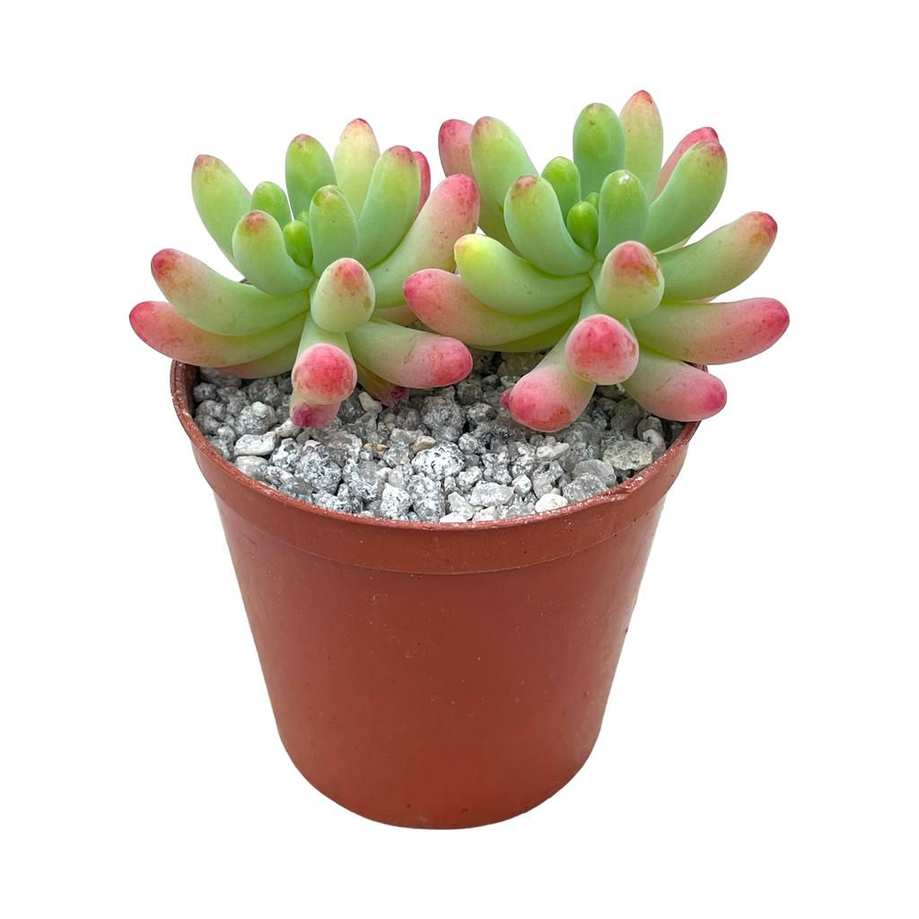 Sedum pachyphyllum 'Rose'