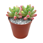 Sedum pachyphyllum 'Rose'