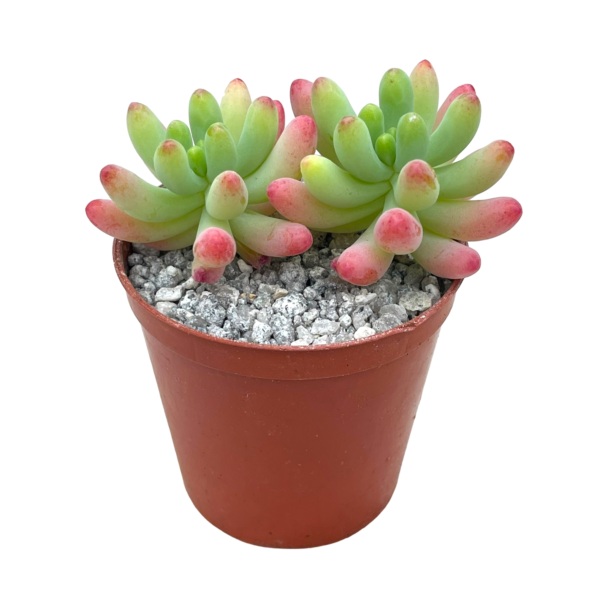 Sedum pachyphyllum 'Rose'