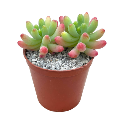 Sedum pachyphyllum