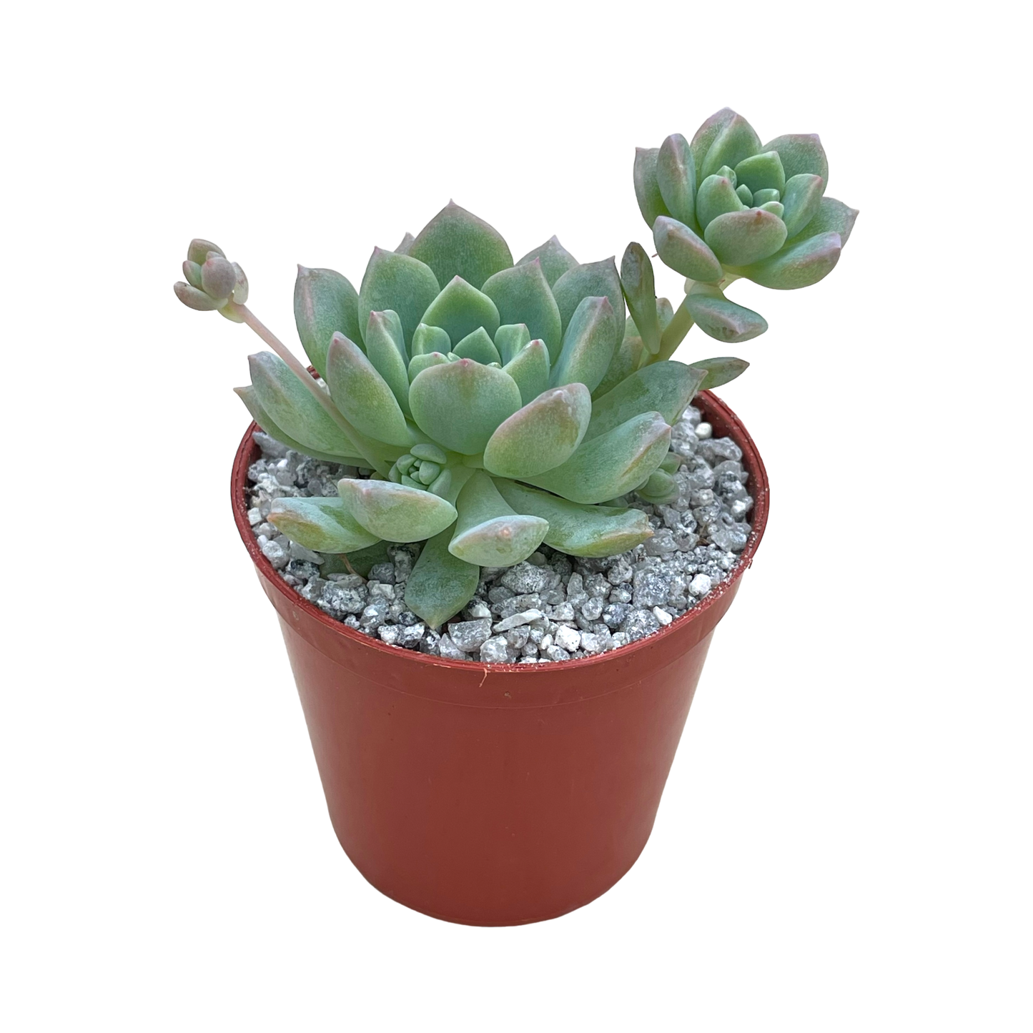 Echeveria prolifica