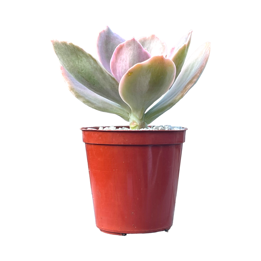 decora succulent Echeveria 'Decora' – Surreal Succulents