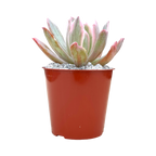 Echeveria hoveyi variegata