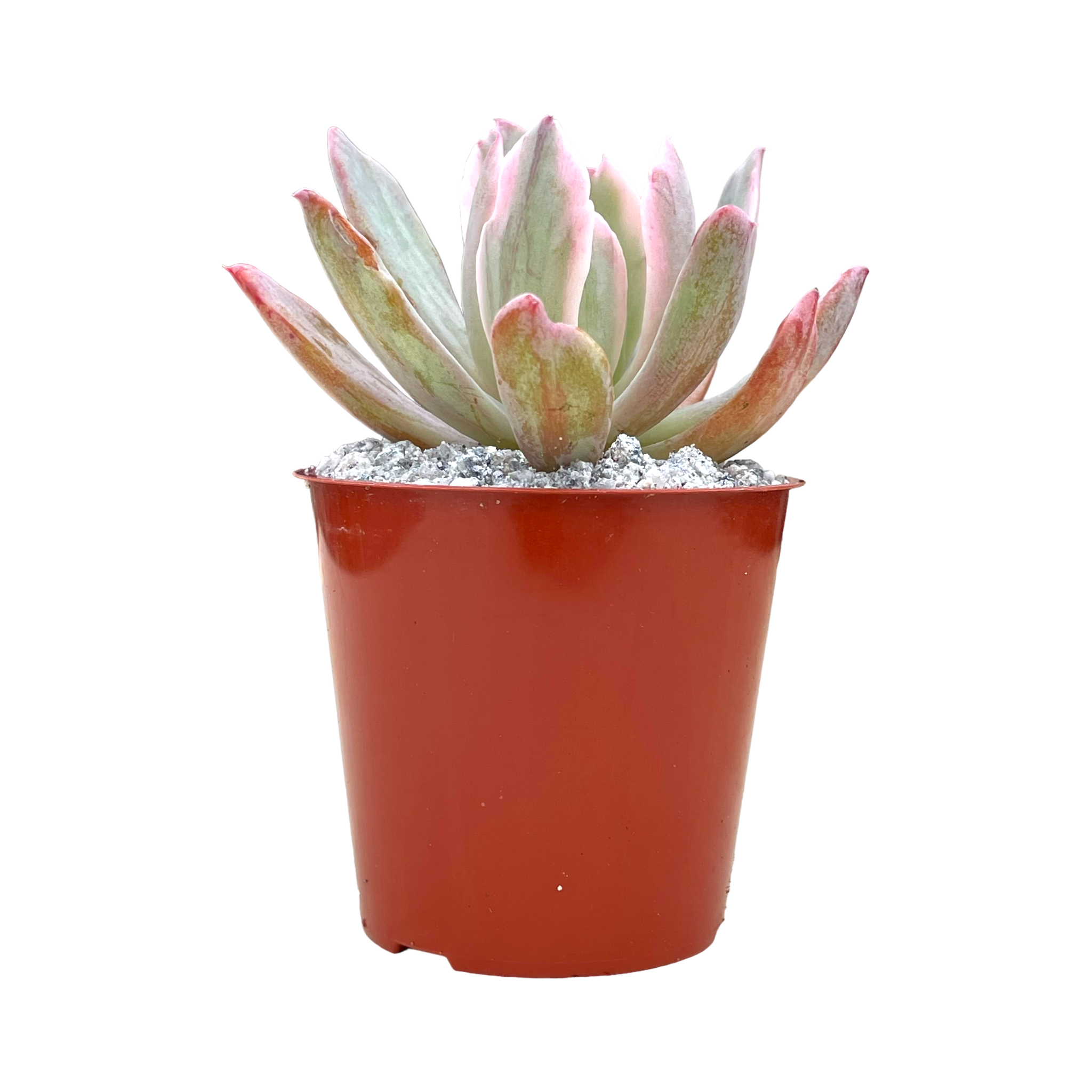 Echeveria hoveyi variegata