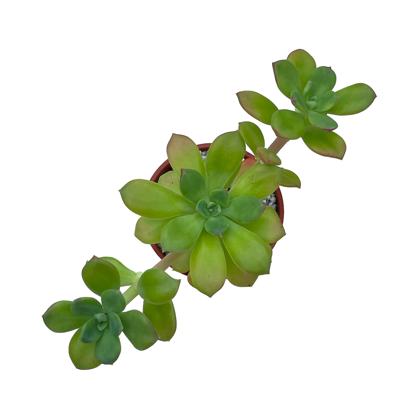 Echeveria skinneri