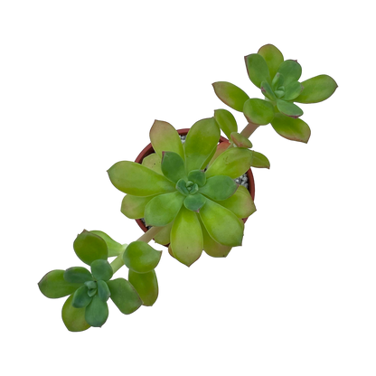 Echeveria skinneri