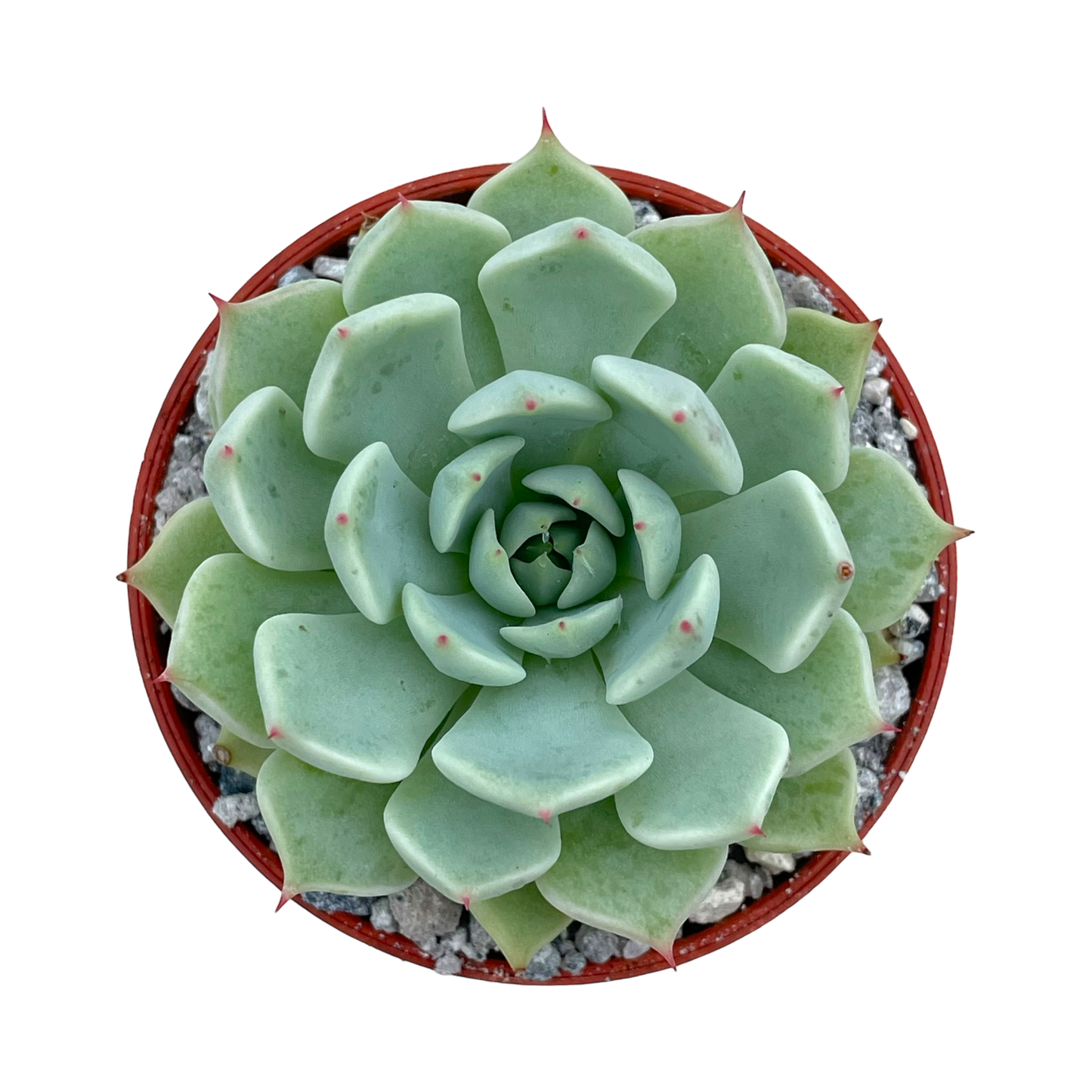 Echeveria mexicensis