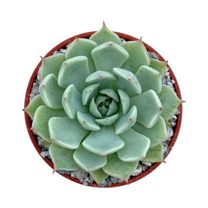 Echeveria mexicensis