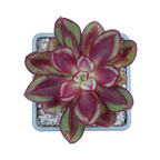 Echeveria 'Maruba Benitsukasa'