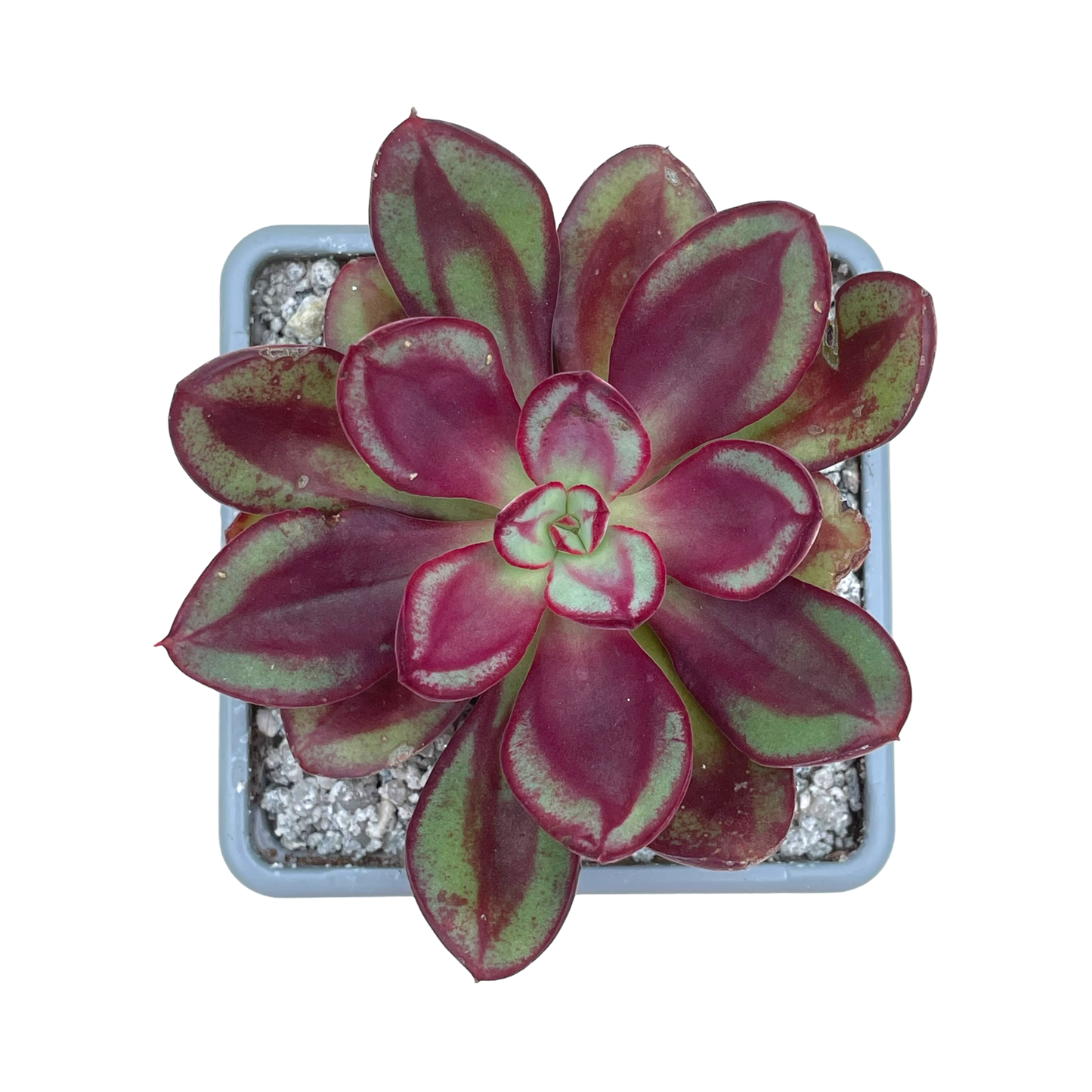 Echeveria 'Maruba Benitsukasa'