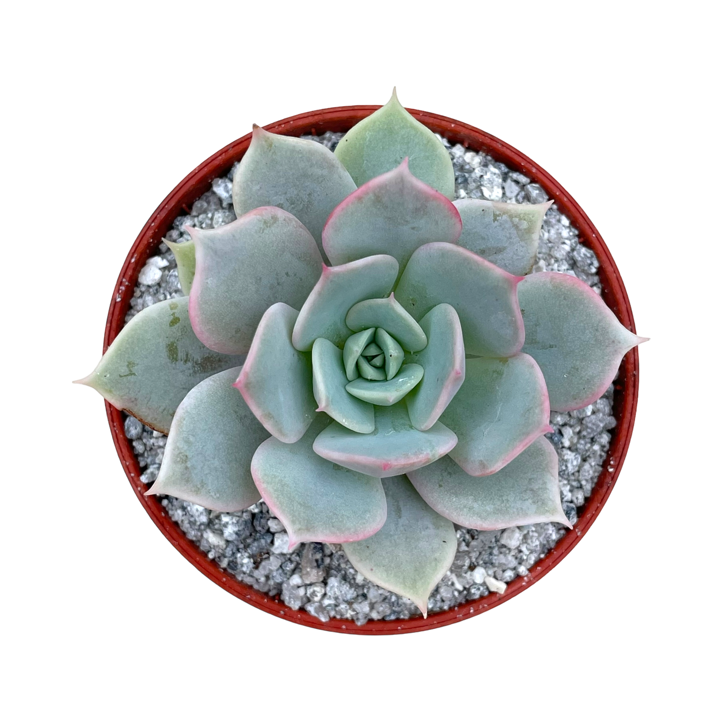 Echeveria 'Fleur Blanc'