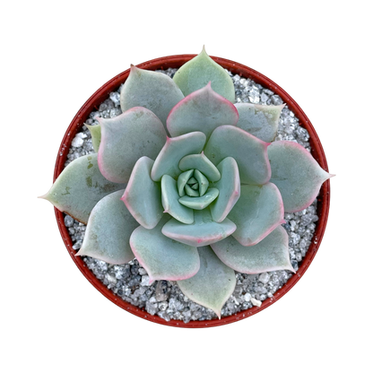 Echeveria 'Fleur Blanc'