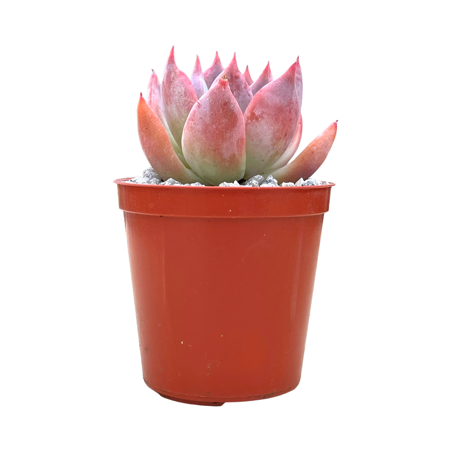 Echeveria 'Humming Bird'