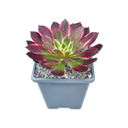 Aeonium 'Firecracker' variegata