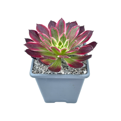 Aeonium 'Firecracker' variegata