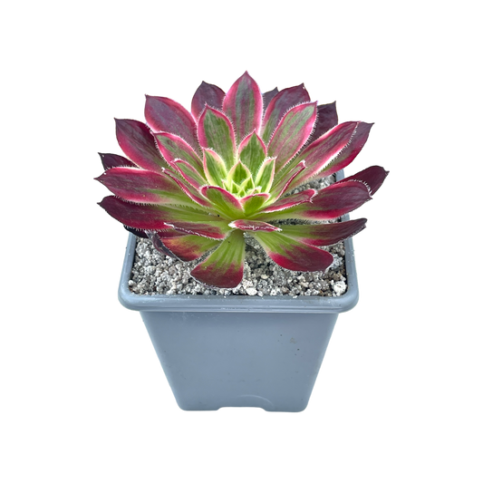 Aeonium 'Firecracker' variegata