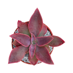 Echeveria 'Golden Towers'