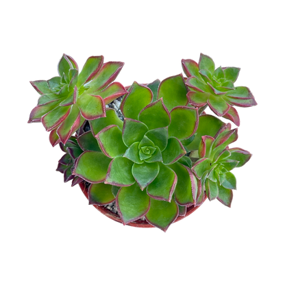 Aeonium 'Cornish Pixie'