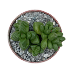 Crassula elegans