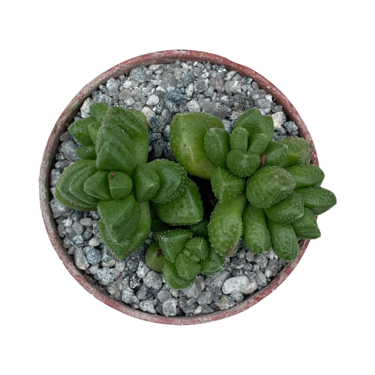 Crassula elegans