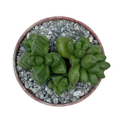 Crassula elegans