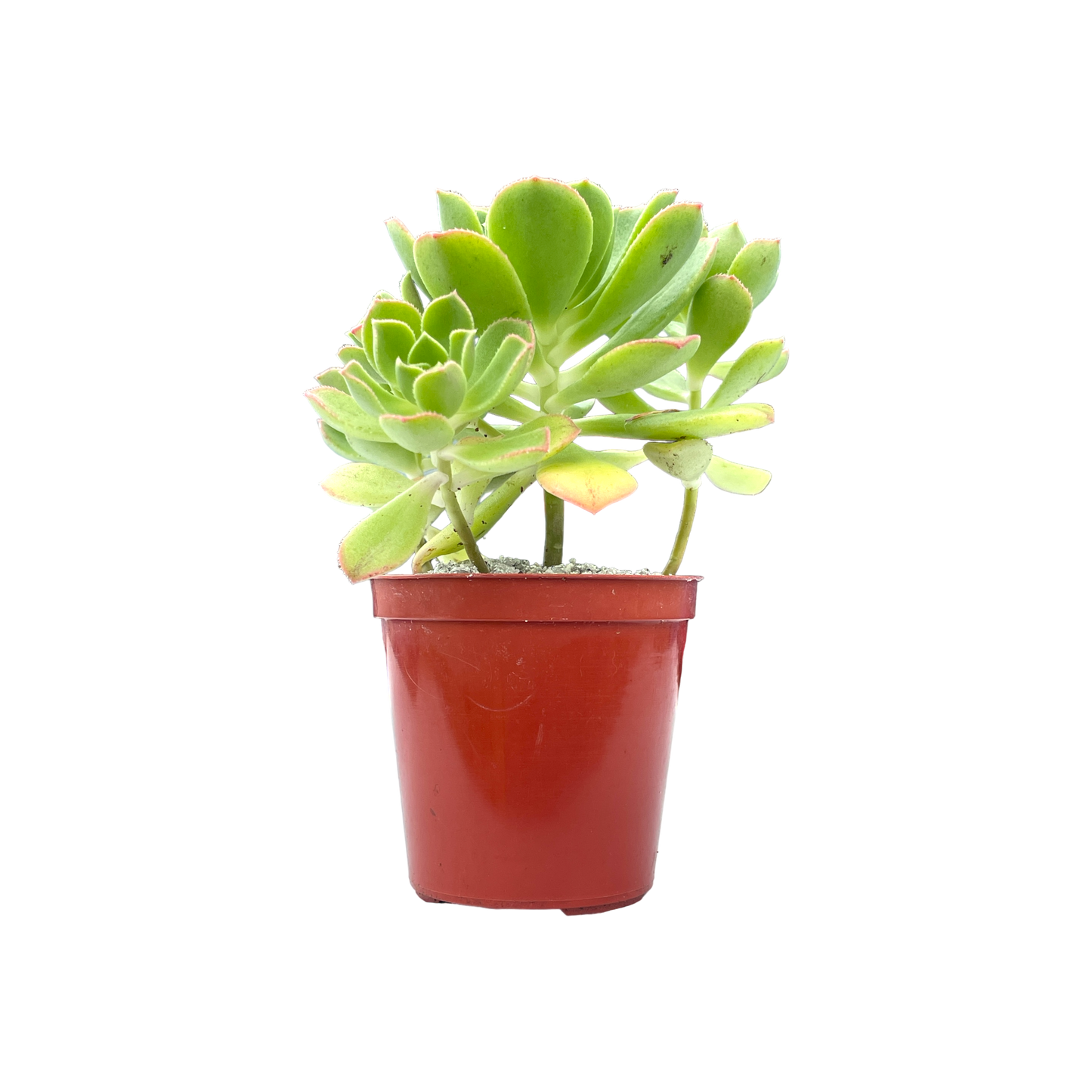 Aeonium castello-paviae var. sarae