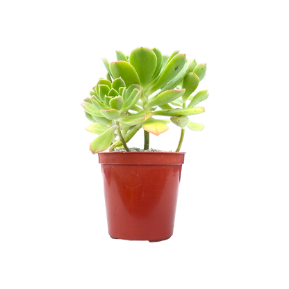 Aeonium castello-paviae var. sarae