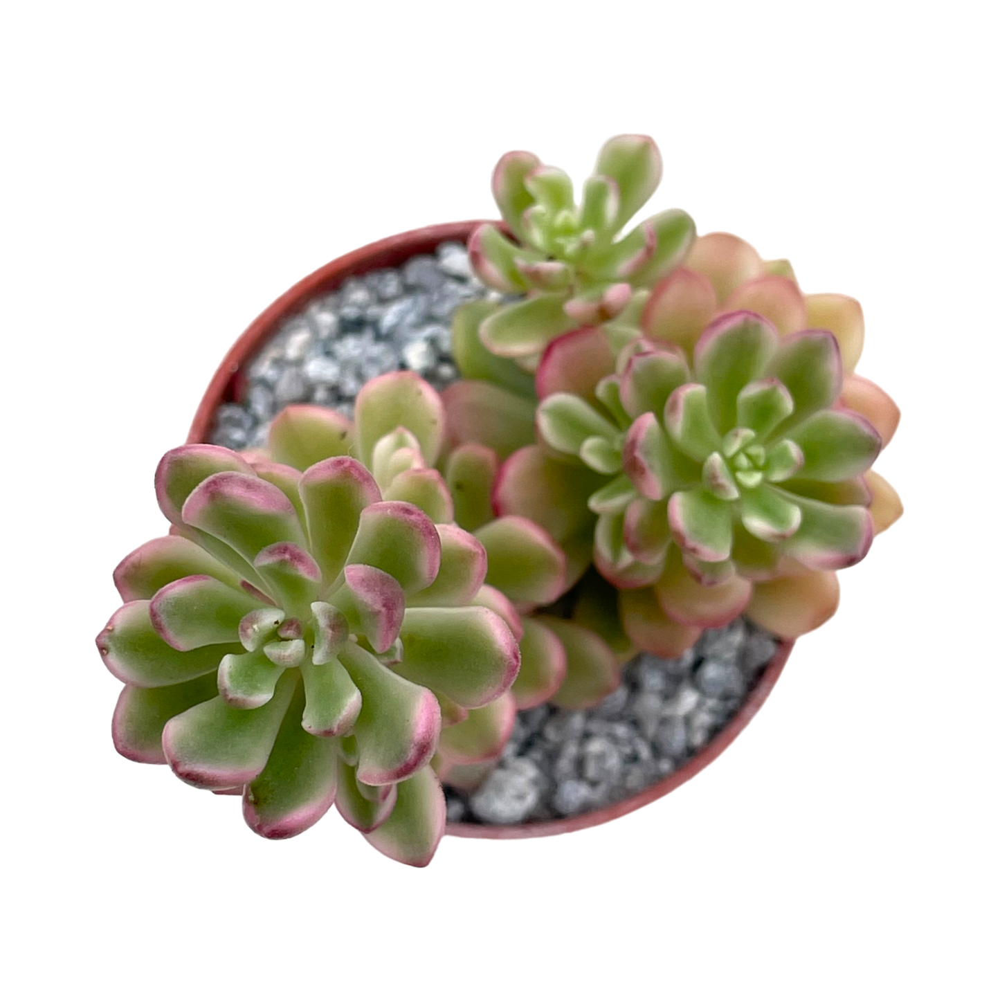 Sedum 'Joyce Tulloch Variegata'