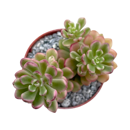 Sedum 'Joyce Tulloch Variegata'