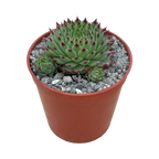 Sempervivum calcareum v. greenii