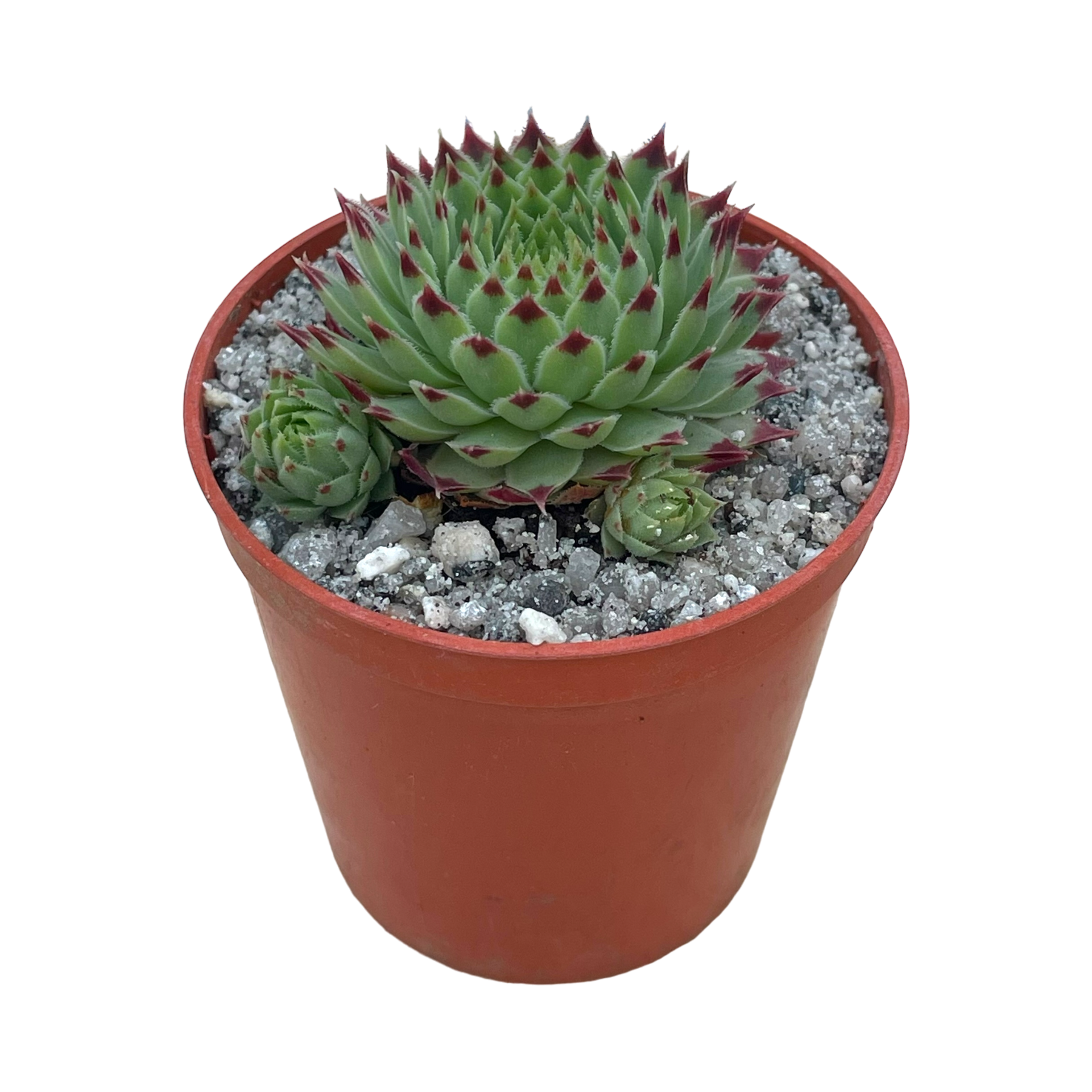 センペルビウム・カルカレウム・グリーンニイ – Surreal Succulents