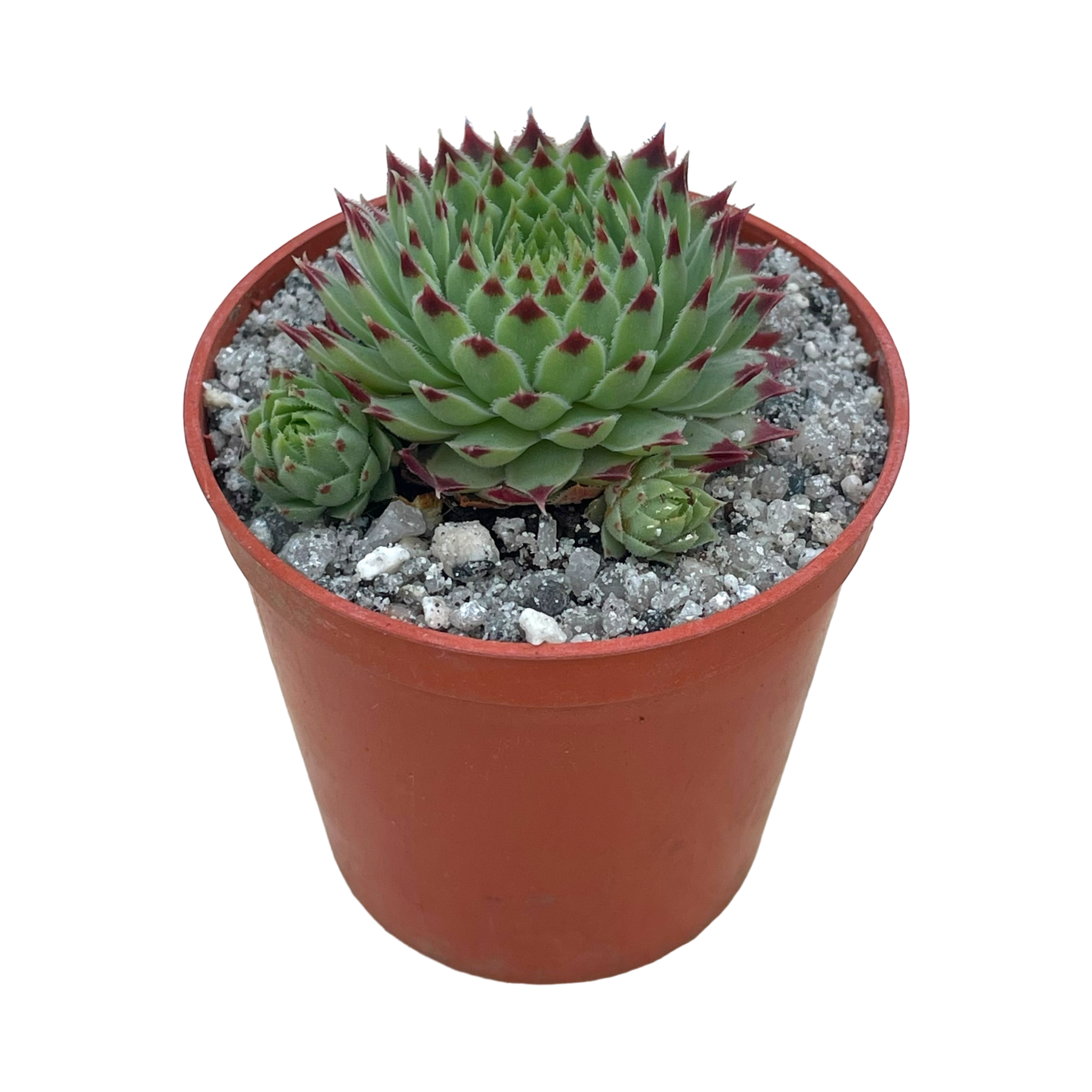 Sempervivum calcareum v. greenii