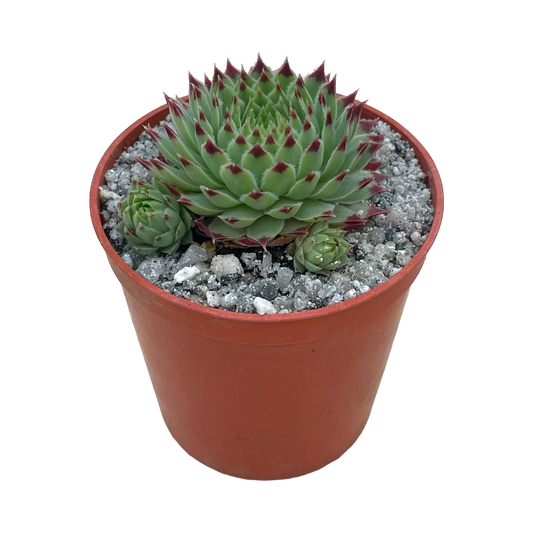 Sempervivum calcareum v. greenii