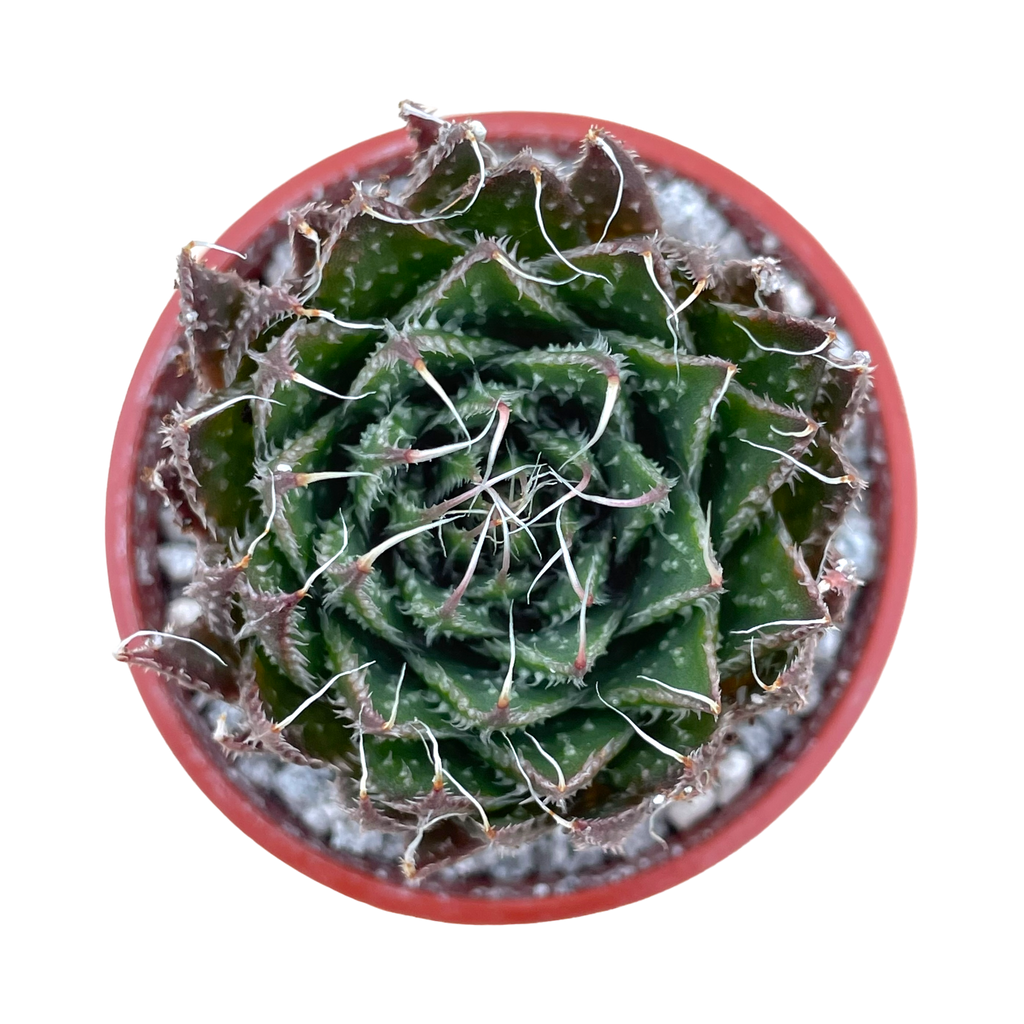 Aloe aristata