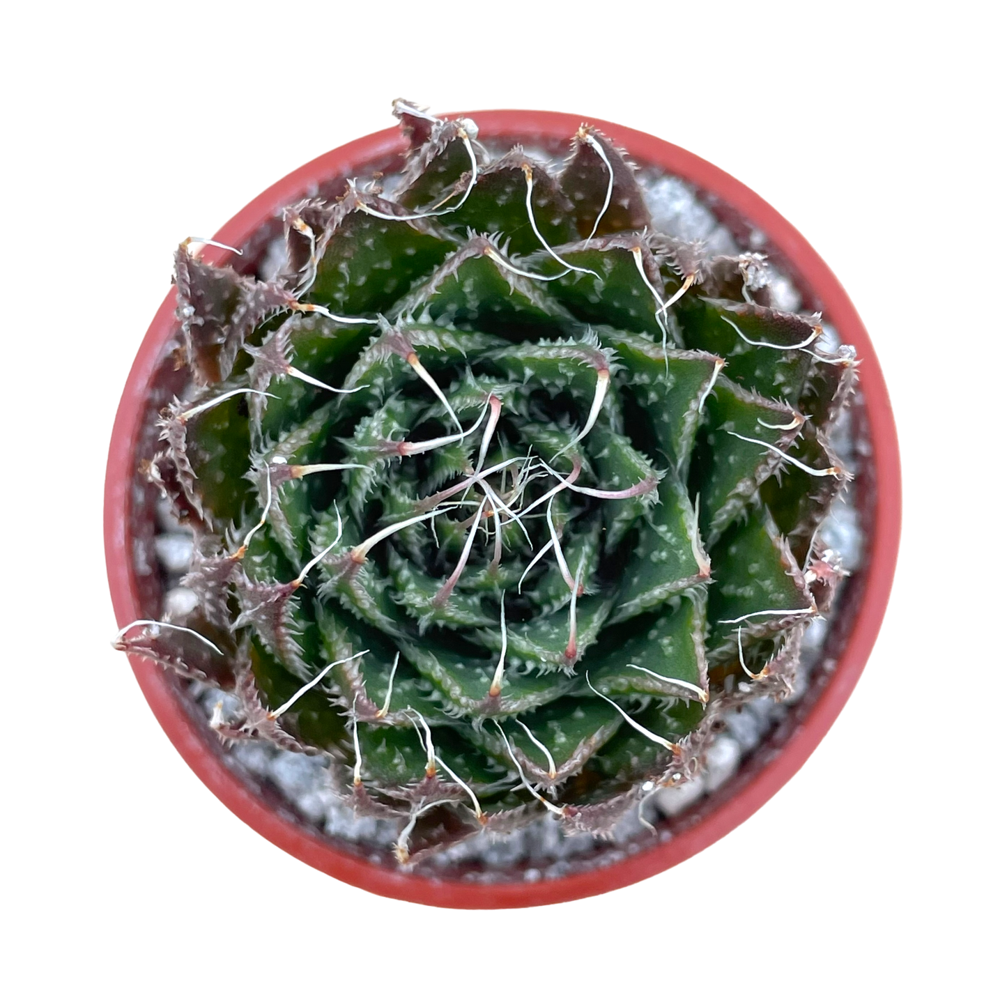 Aloe aristata