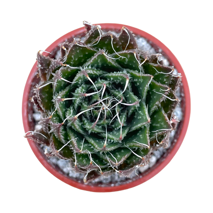 Aloe aristata