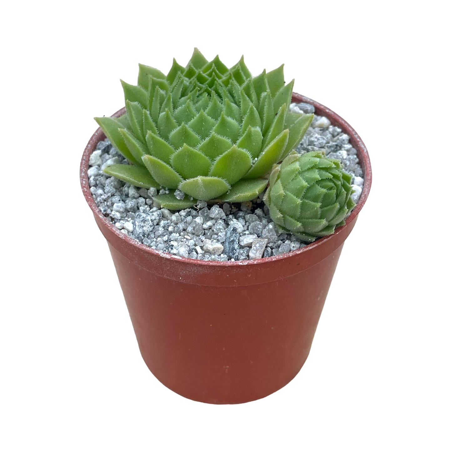 Sempervivum cantabricum