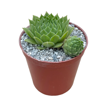 Sempervivum cantabricum