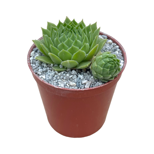 Sempervivum cantabricum