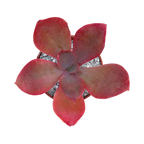 Echeveria 'Fred Wass'