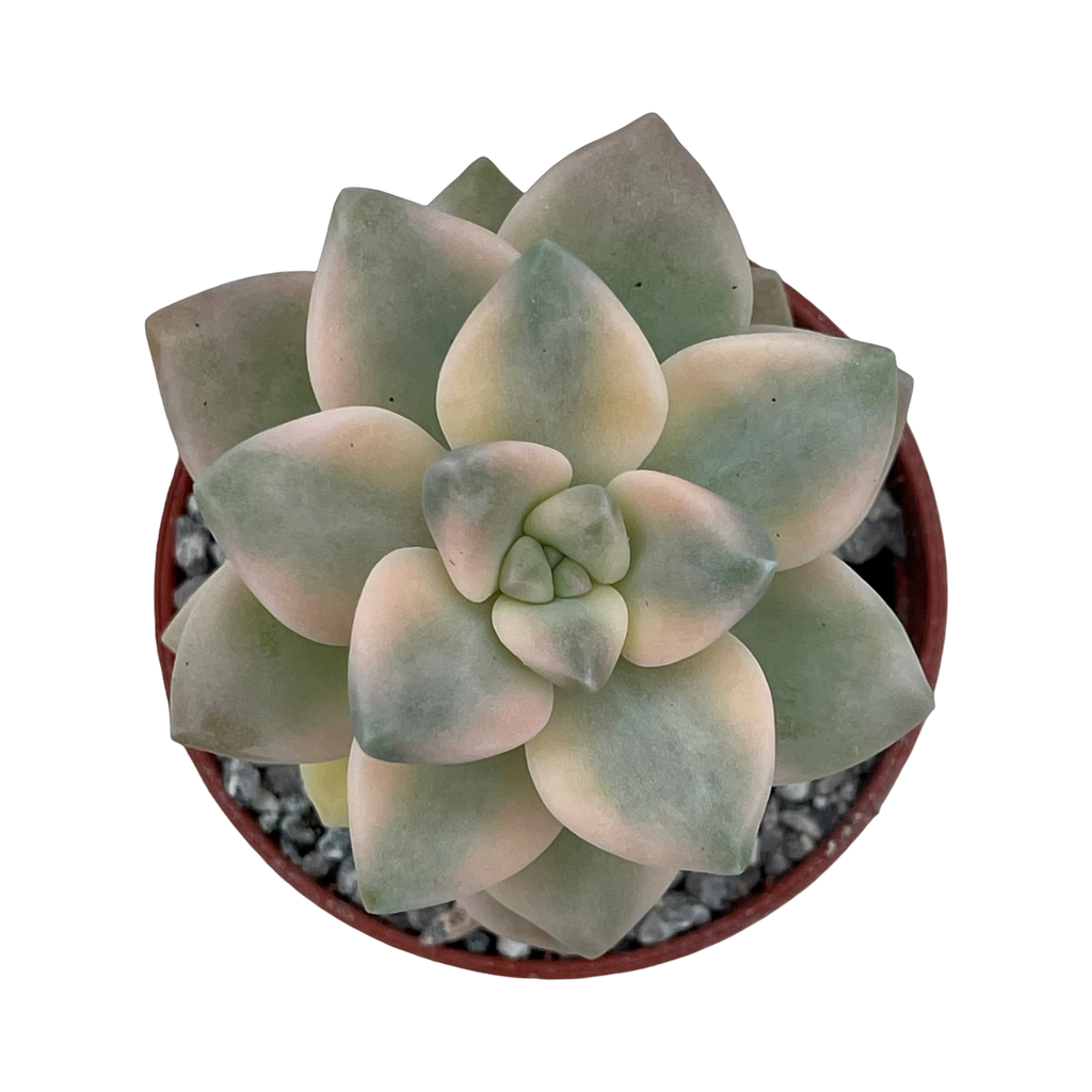 Graptopetalum paraguayense ssp. bernalense variegata