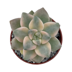 Graptopetalum paraguayense ssp. bernalense variegata