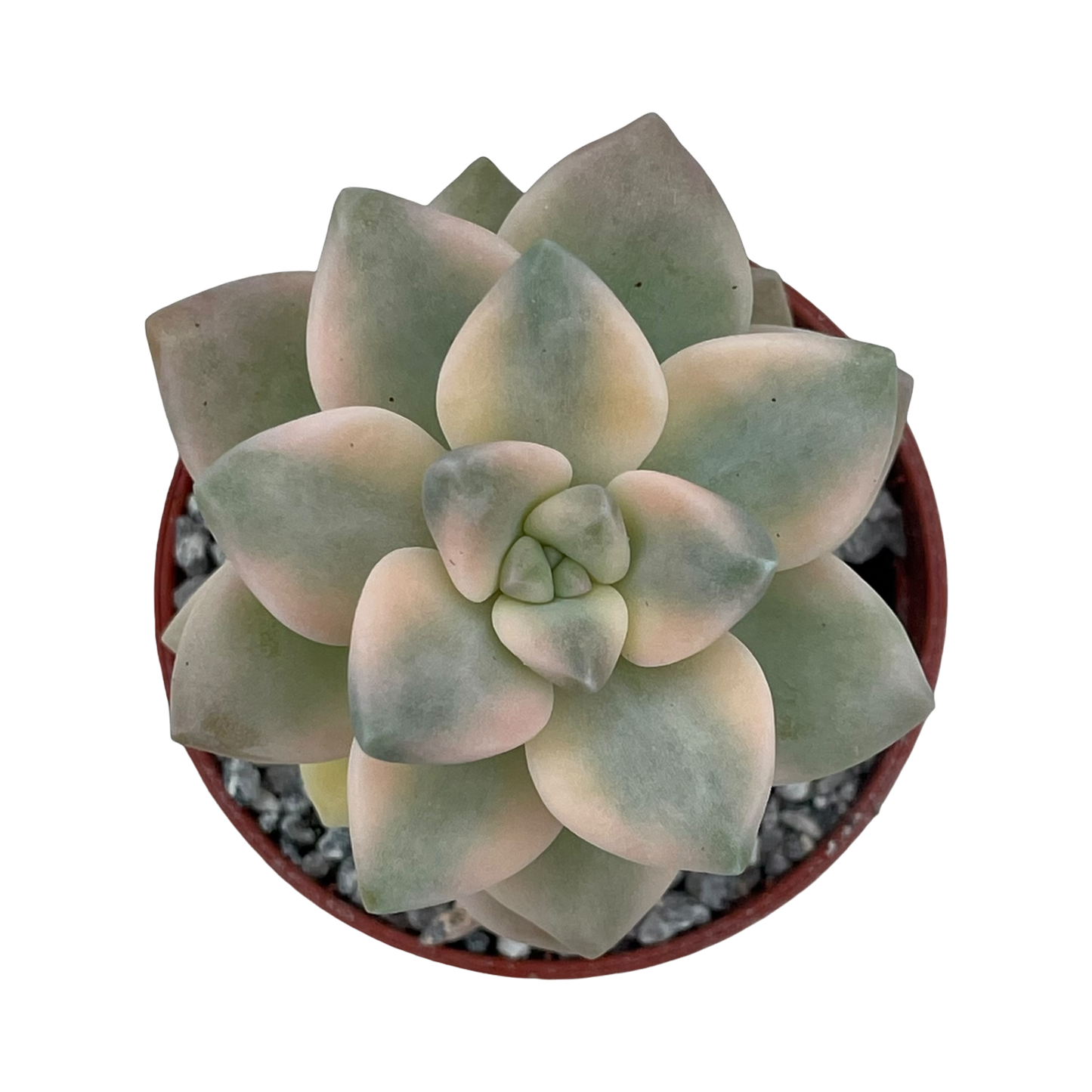 x Graptoveria 'Titubans' f. variegata