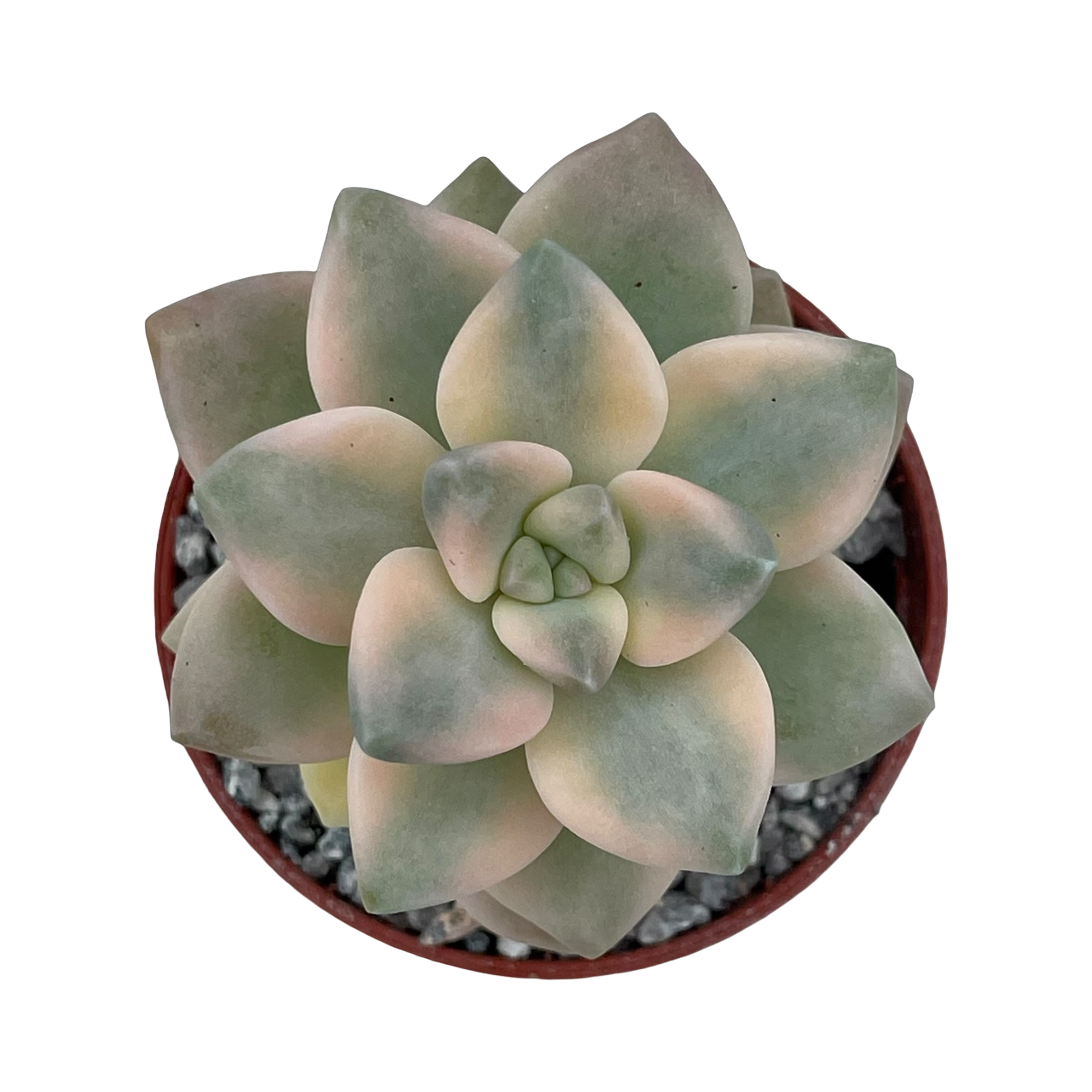 Graptopetalum paraguayense ssp. bernalense variegata