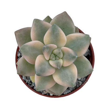 x Graptoveria 'Titubans' f. variegata