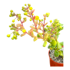 Aichryson bethencourtianum