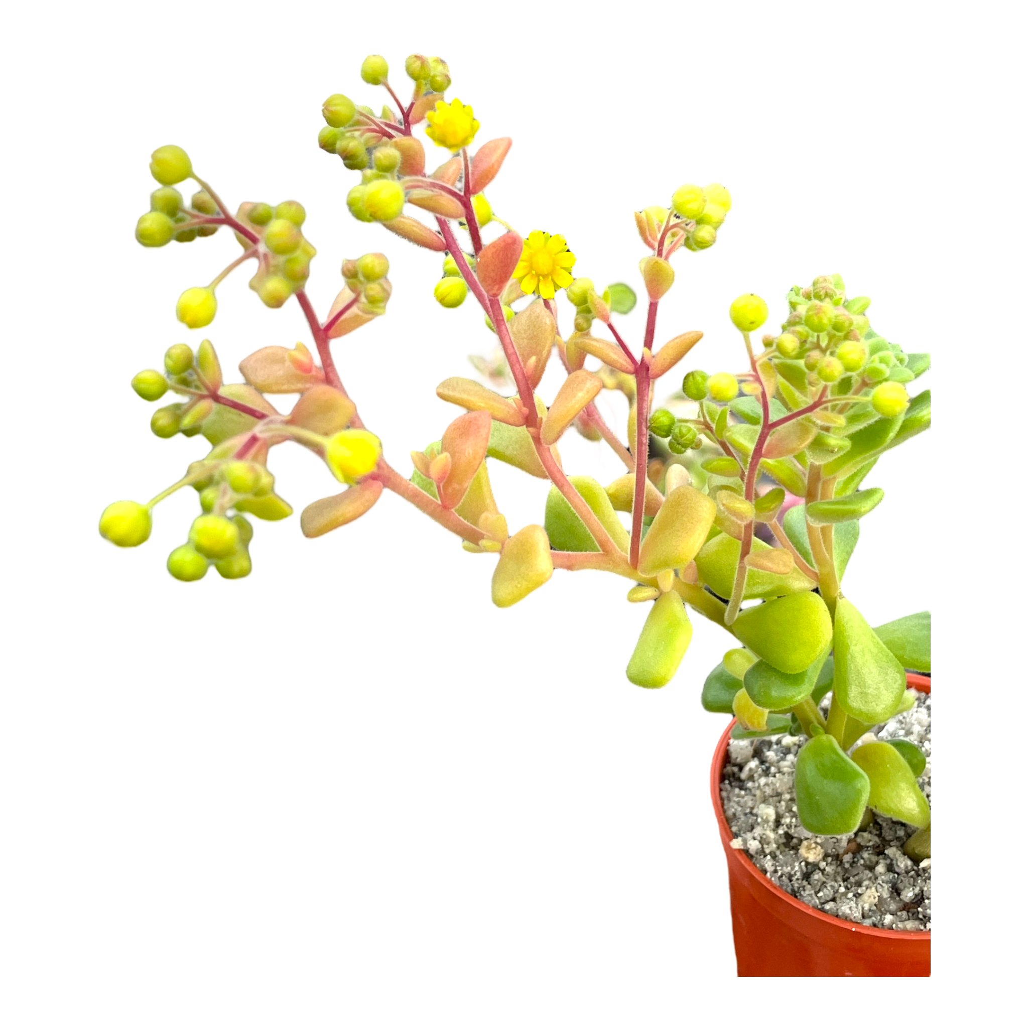 Aichryson bethencourtianum